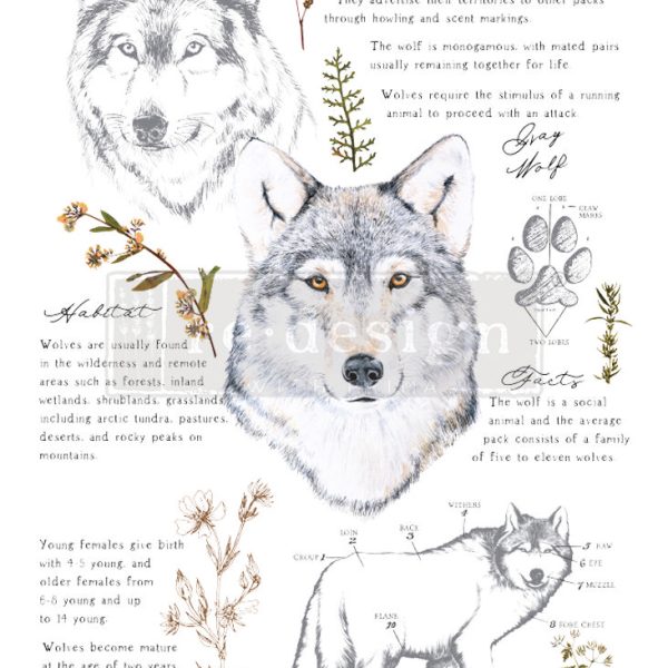 Gray Wolf | Redesign With Prima Decor Transfer