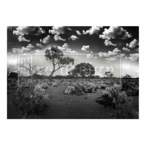 Serene Wilderness | Redesign With Prima A1 Decoupage Fiber Paper