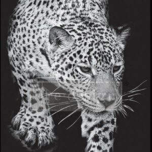 Feline Gaze | Redesign With Prima A1 Fiber Decoupage Paper