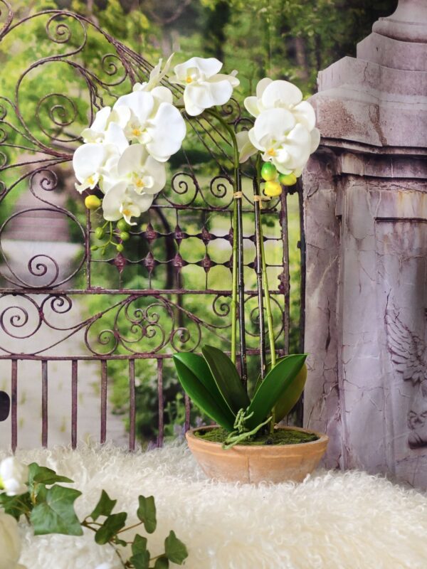 White Phalaenopsis Orchid in Terracotta Pot - Image 2