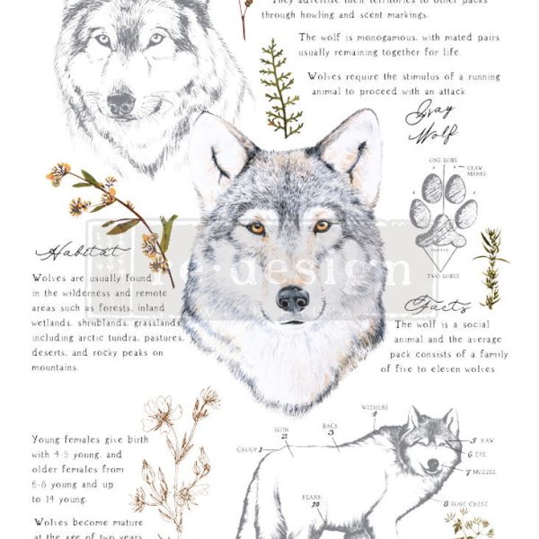 Gray Wolf | Redesign With Prima Decor Transfer